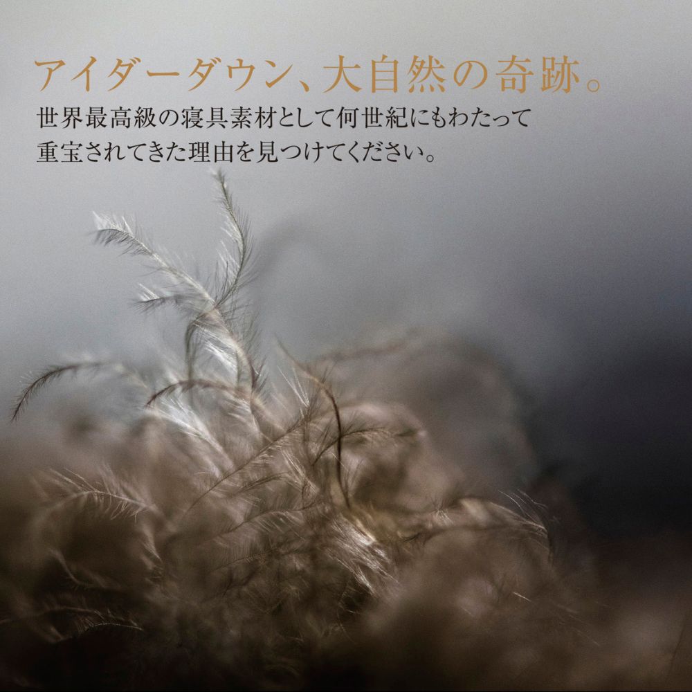 羽毛掛けふとん/アイダーダウン