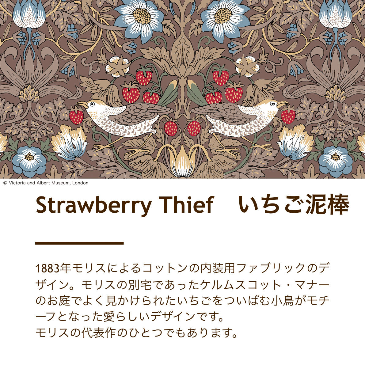 綿毛布(毛羽部分)/コーマ糸